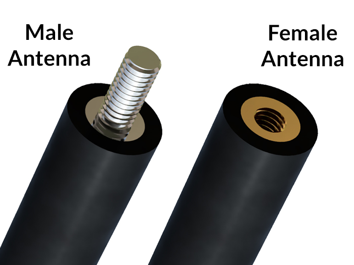 A male antenna compared to a female antenna