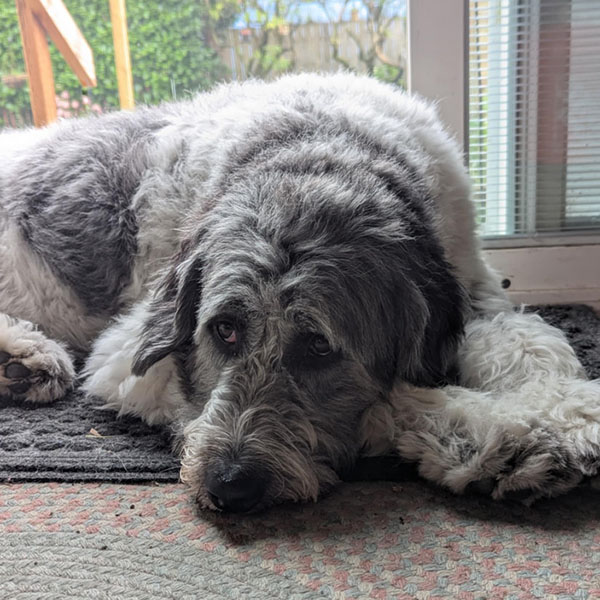 Ajax the Labradoodle relaxing in front of the fire place